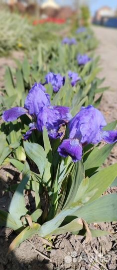 Цветы. Вероника ползучая, флокс шиловидный