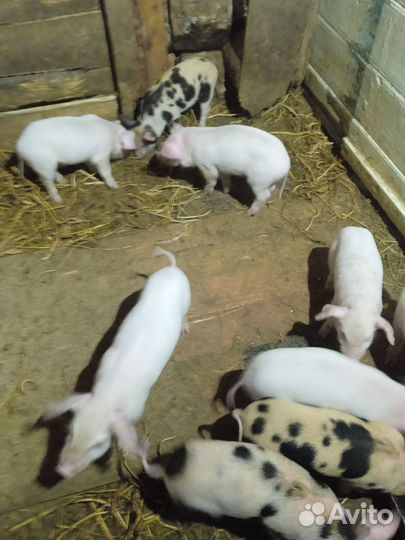 Поросята породы ландрас