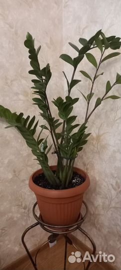 Замиокулькас