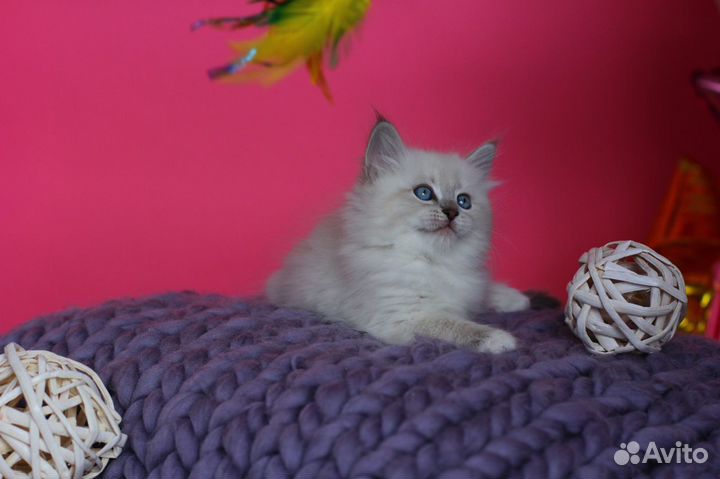 Малыши невские маскарадные