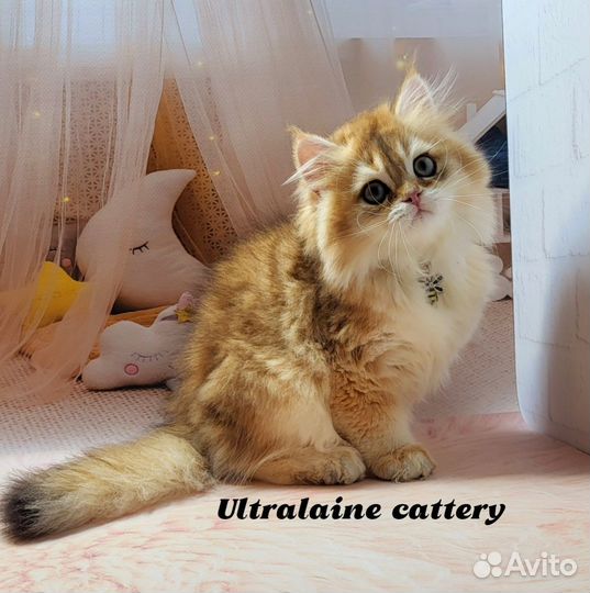 Золотой пушистик