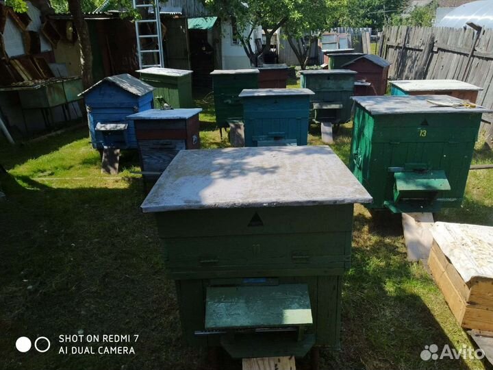 Продается пасека