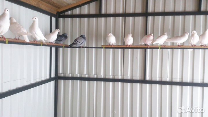 Почтовые голуби