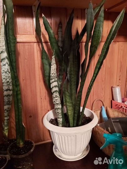 Сансевиерия