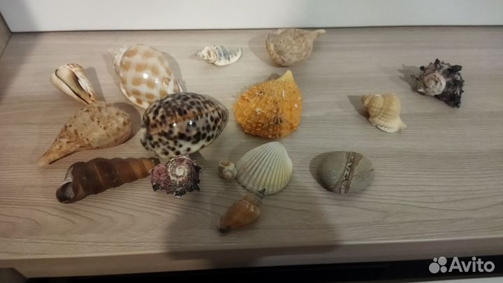 Морские ракушки раковины