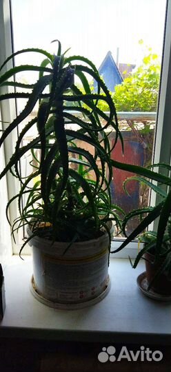 Алоэ лечебный, восьмилетний