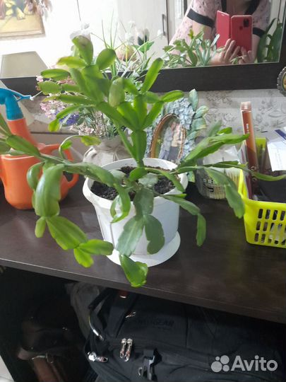 Цветы домашние, взрослые в плошках