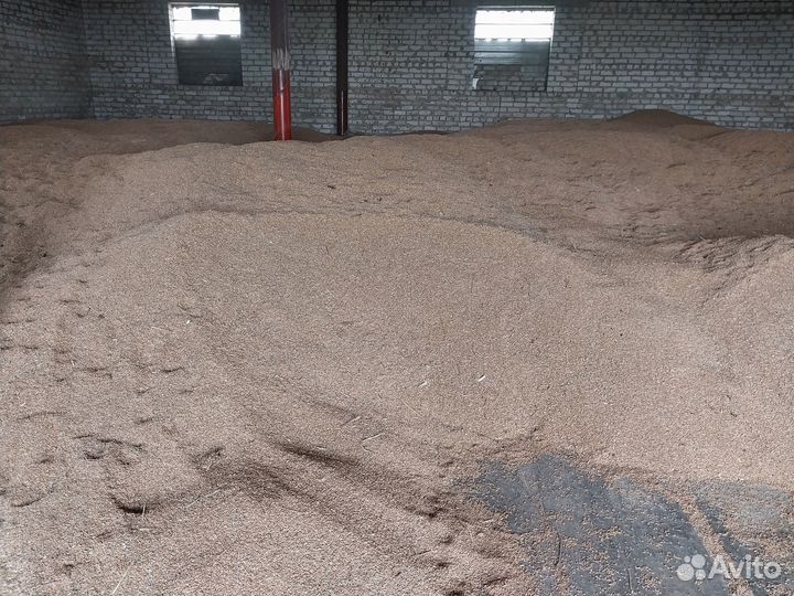 Зерно пшеница