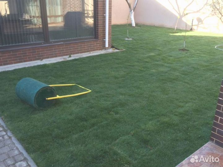 Рулонный газон 