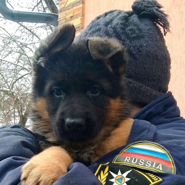 Немецкая овчарка, щенок