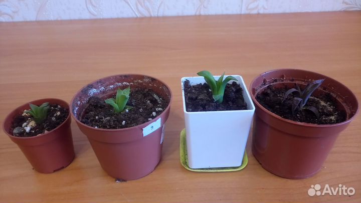 Кактусы и суккуленты