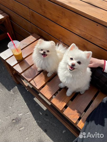 Передержка собак мелких пород