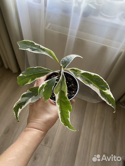 Филодендрон Green Princess, Гибискус, Фикус