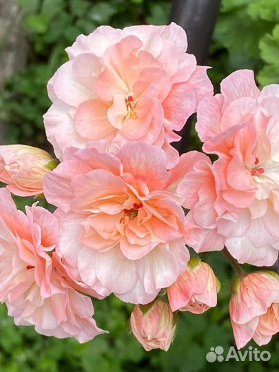 Укорененные черенки cортовой пеларгонии