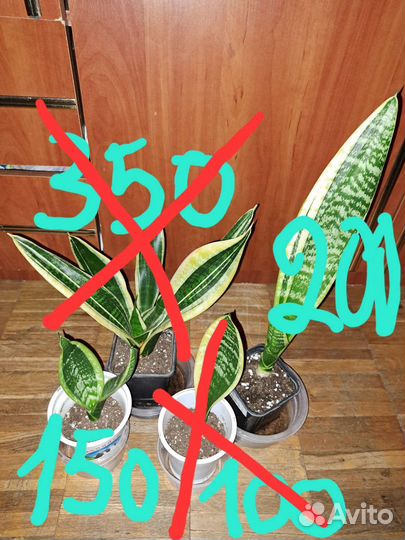 Сансевиерия Футура