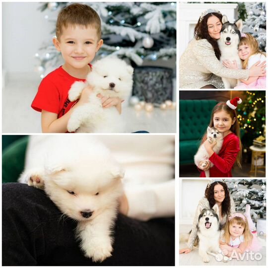 Новогодняя фотосессия в студии, с щенками