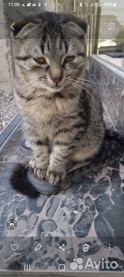 Котенок 4мес девочка в добрые руки бесплатно