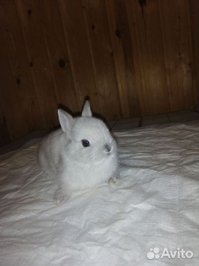 Кролик карлик