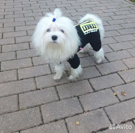 Вязка. Кобель. Мальтезе