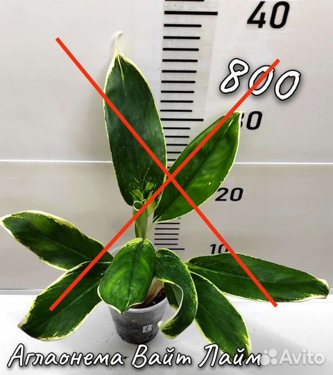 Аглаонема, Сциндапсус, Эпипремнум