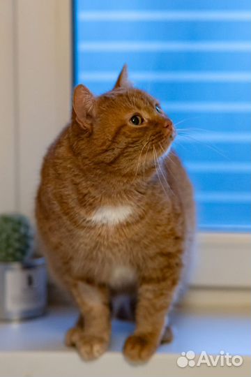 Кастрированный кот