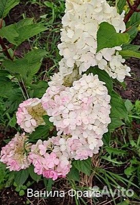 Гортензия метельчатая