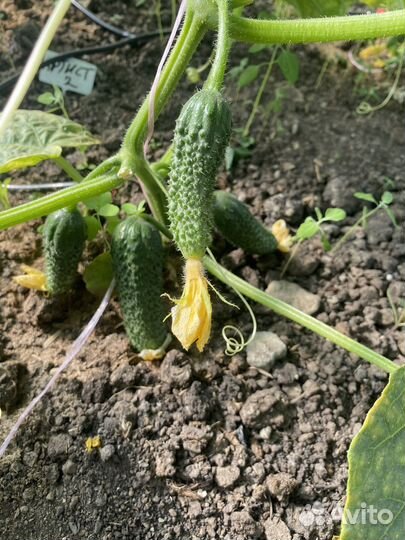 Огурцы свежие домашние