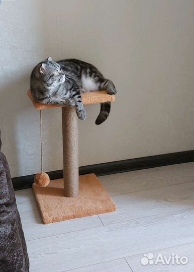 Когтеточка