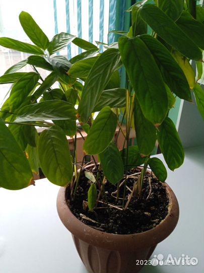 Ктенанта лубберса