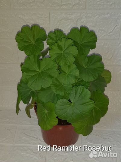 Пеларгония сортовая Red Rambler