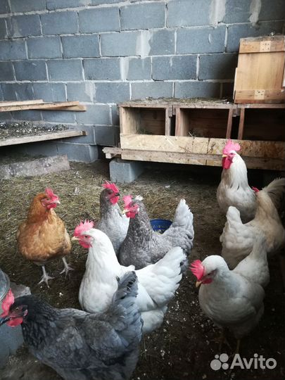 Куры молодки