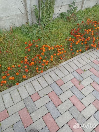 Цветы