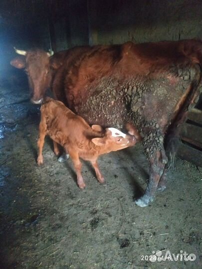 Корова дойная с теленком