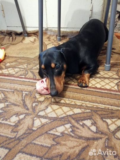 Такса вязка