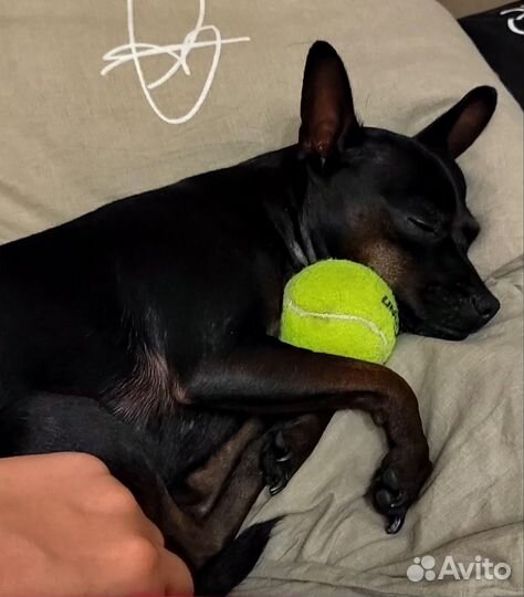 Домашняя передержка животных,зоотакси,выгул