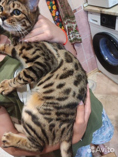 Бенгальские котята