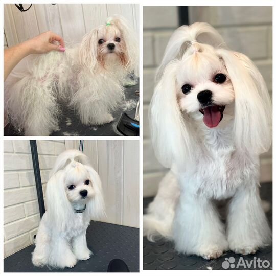 Груминг стрижки собак