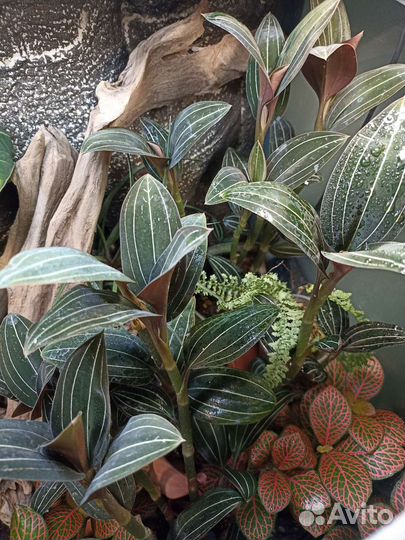 Орхидея Лудизия