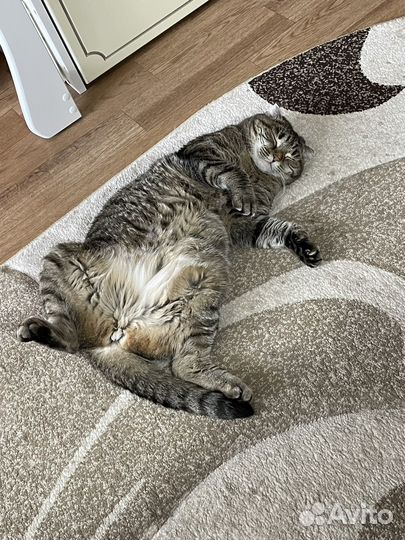 Кошка вислоухая