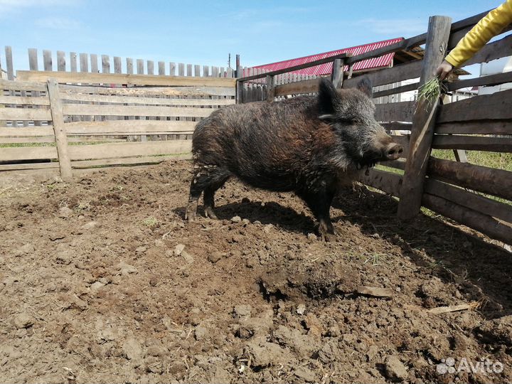 Дикий кабан