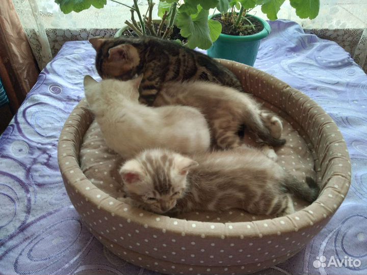 Бенгальские котята