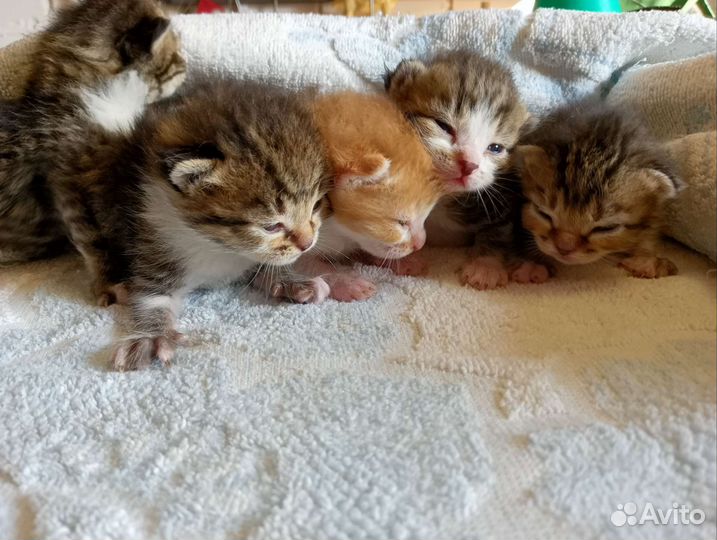 Котята в добрые руки