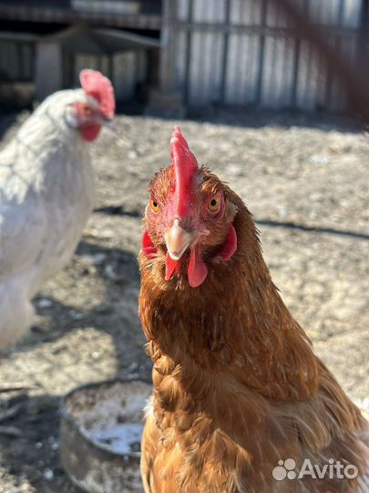 Куры несушки красные