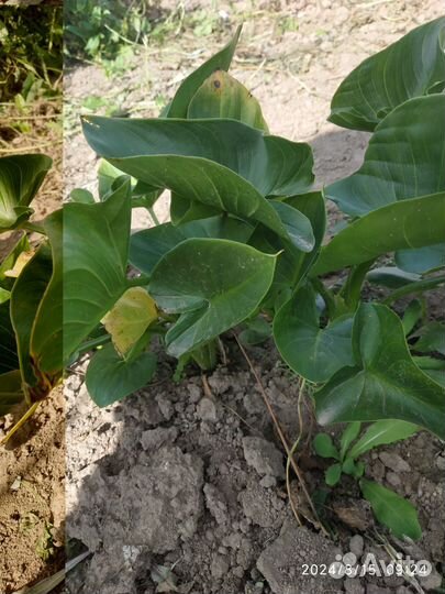 Калла эфиопская