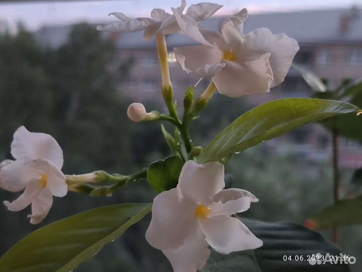 Табернемонтана BangsaphanDream