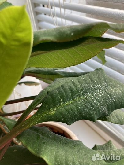 Молочай 2шт