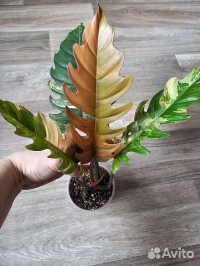 Филодендрон карамель марбл вар