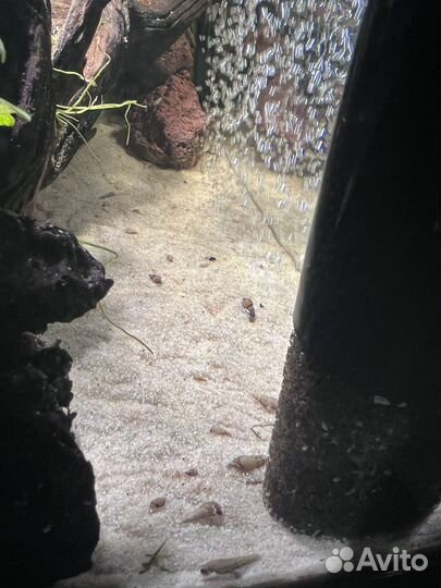 Улитки мелании