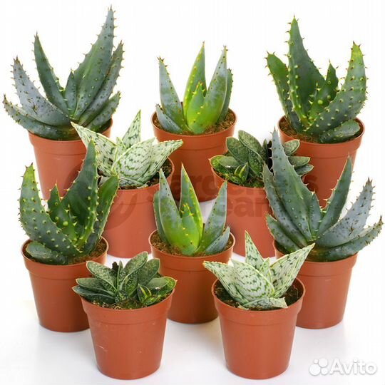 Алоэ микс, 6/10, 12 штук