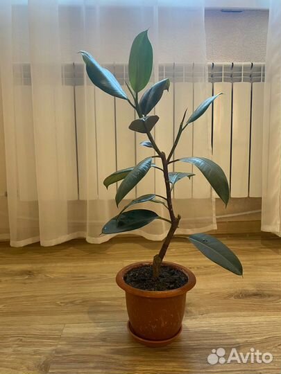 Фикус каучуконосный